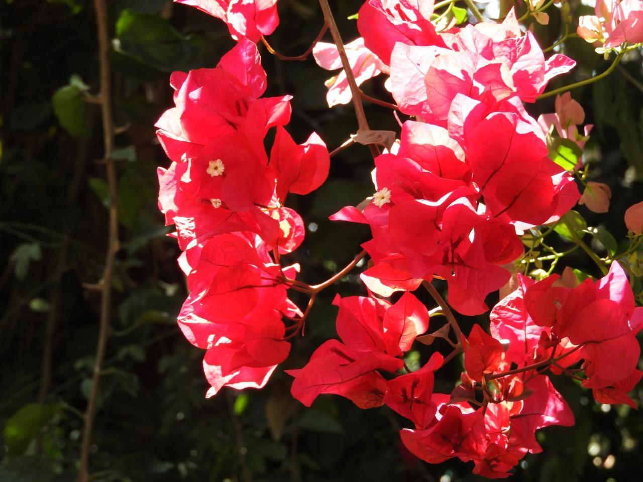 Magnolia Pine Bed & Breakfast Nairobi Dış mekan fotoğraf